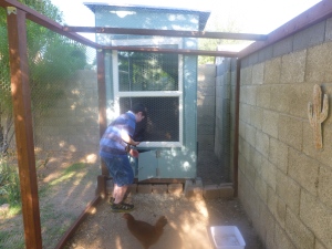 Peter taking care of the chickens for our friends.